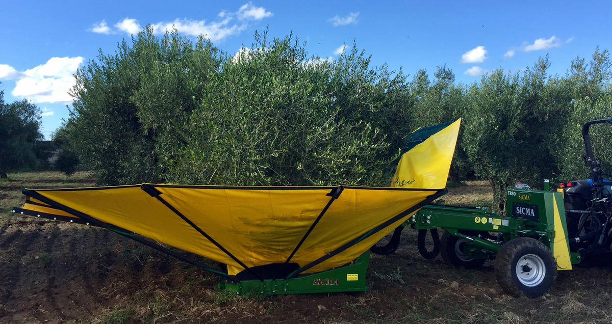 Olive harvesting, the role played by mechanization